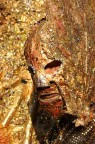maschera maschera