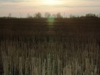 Migliaia di ragnatele.... Migliaia di ragnatele....