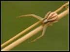Un aracnide Un aracnide