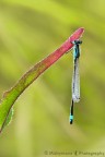 libellula appesa libellula appesa