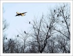 cormorani...a lezione di volo cormorani...a lezione di volo