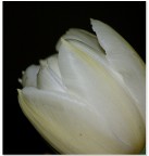 Tulipano Tulipano