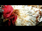 Gallo domestico Gallo domestico