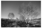 Silenzio
