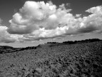 fields fields