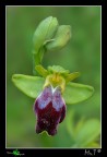 Ophrys Fusca....particolare!