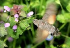 Macroglossum stellatarum (Linneo)