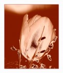Tulipano 3 Tulipano 3