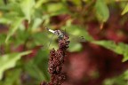 libellula libellula