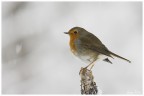 Pettirosso sotto la neve Pettirosso sotto la neve