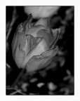 Tulipano