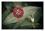 Fiore Fiore