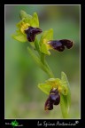 Ophrys Fusca III Ophrys Fusca III