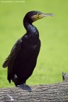 Cormorano