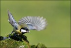 Cinciallegra Cinciallegra