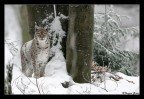 Female Lynx Female Lynx