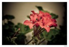 Fiore 2 Fiore 2