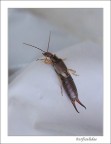 forficulidae forficulidae