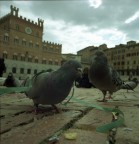 piazza del campo piazza del campo