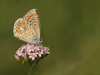 Polymmatus icarus Polymmatus icarus