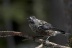 Nocciolaia Nocciolaia