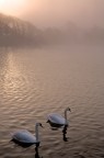 Swimming in the mist... Swimming in the mist...