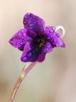 Violetta mammola Violetta mammola