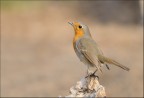 Pettirosso Pettirosso