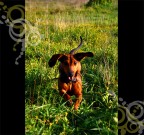 Critiche&consigli son pi� che ben accetti!


..il mio piccolo bassotto che se la corre alla grande!!