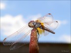 Libellula sotto il sole