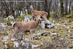Camosci (Parco Nazionale di Abruzzo, Lazio e Molise) Camosci (Parco Nazionale di Abruzzo, Lazio e Molise)