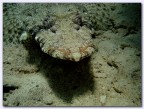 Pesce coccodrillo Pesce coccodrillo