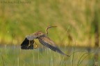 Ardea purpurea Ardea purpurea