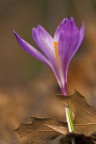 crocus 02