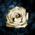 white rose