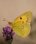 Colias crocea Colias crocea