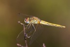 sympetrum_fonscolombii