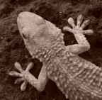 geko