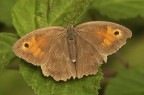 Maniola jurtina