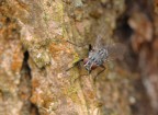 mosca
