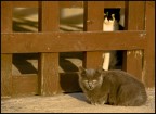 sguardi... sguardi...