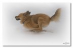 Run Willy run... Run Willy run...