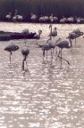 Fenicotteri (Camargue)