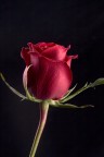 rosa Rossa rosa Rossa
