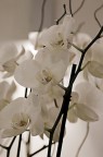 Orchidea Orchidea