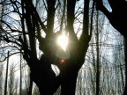 Sole tra i rami Sole tra i rami