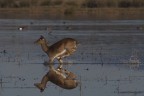 il salto il salto