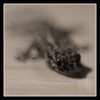 Piccolo Jeko (1,3 cm) entrato nella mia stanza...a farmi compagnia!

f/0, 1/25 sec. ISO 200, 50mm invertito manualmente!