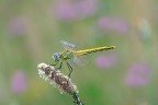 Libellula tra i cardi