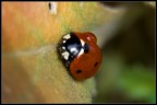 Coccinella